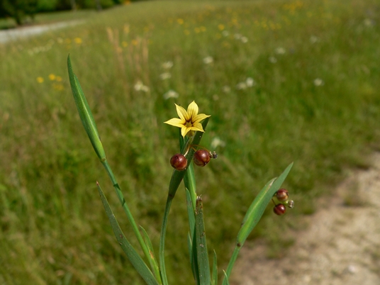 {Sisyrinchium rosulatum}